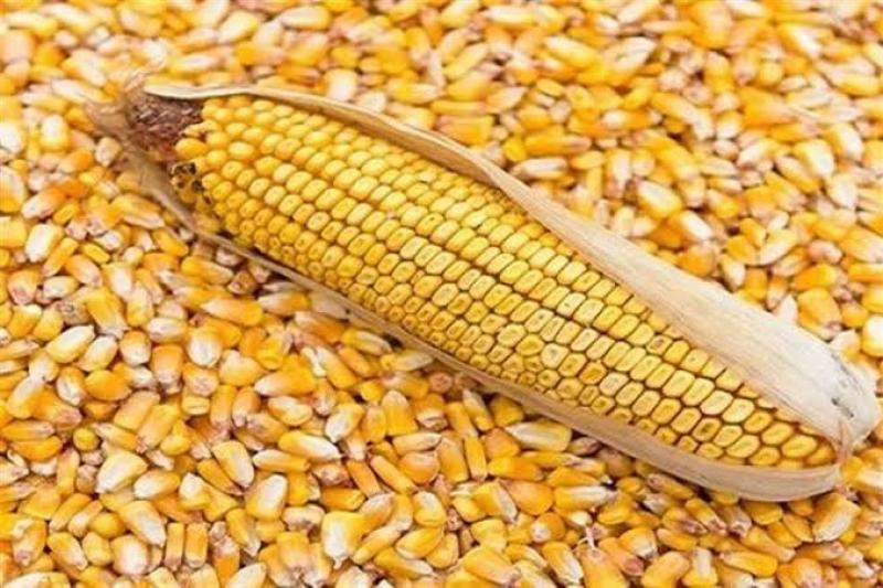 “الطن بكام” سعر طن الذرة الصفراء اليوم الأحد 16 يونيو 2024 وأسعار السلع الأساسية فى الاسواق المحلية