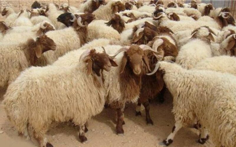 ” اشتري وضحي”..سعر ضحية العيد 2024 اليوم الثلاثاء 4 يونيو 2024 بجميع الاسواق المصرية