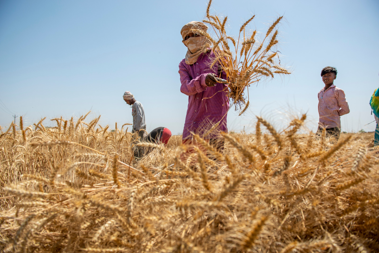 “الأردب بكام” سعر اردب القمح اليوم 9 يونيو 2024 وأسعار السلع الأساسية في الأسواق المصرية والمحلية