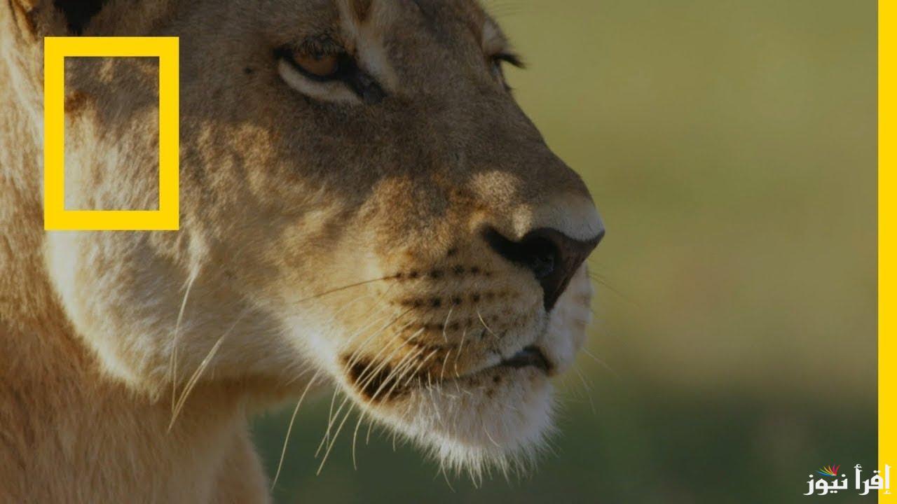 “National Geographic”.. تردد قناة ناشيونال جيوغرافيك نايل سات 2024 لمتابعة افضل الأفلام الوثائقية بأعلى جودة