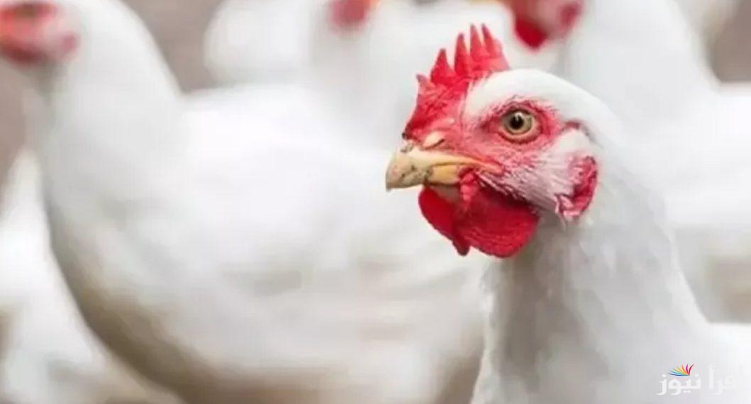 اسعار الفراخ في بورصة الدواجن اليوم السبت 19/10/2024 وفقاً لأخر تحديث بعد أخر هبوط
