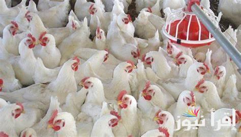 اسعار بورصه الدواجن اليوم الفراخ البيضاء الاحد 20-10-2024 والسعر للمستهلك بالسوق المحلي