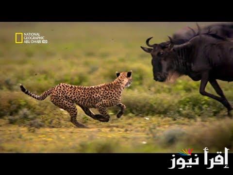 كيف انزل تردد ناشيونال جيوغرافيك نايل سات الجديد National Geographic وعرب سات لمتابعة عالم الحيوان بأقوى اشارة