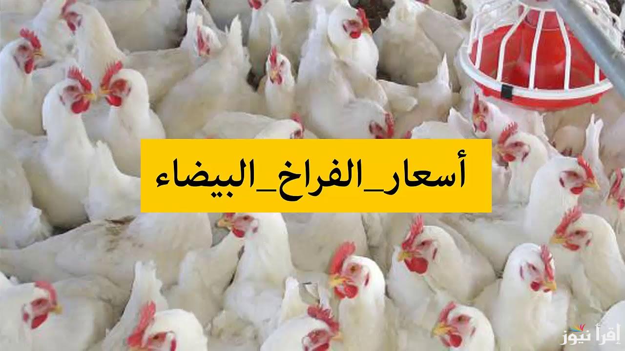“حالة إستقرار” .. بورصة الدواجن اليوم الفراخ البيضاء الأربعاء الموافق 23 أكتوبر 2024 للتجار في مصر
