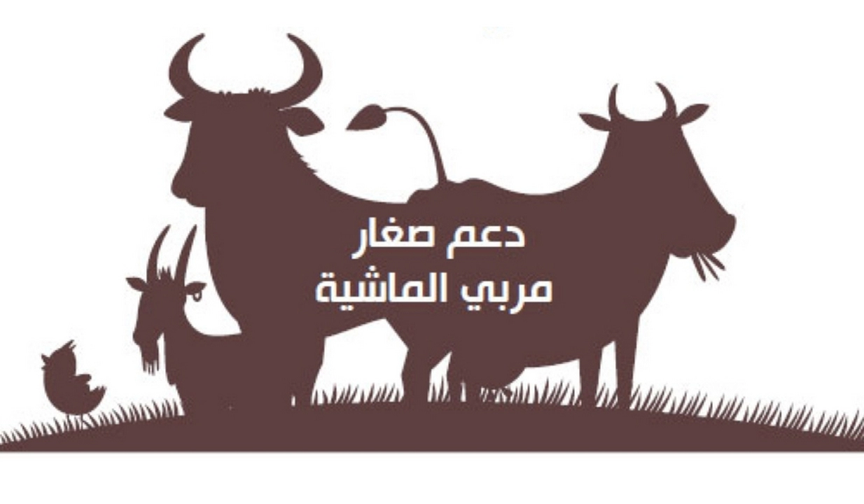 تعرف على شروط دعم المواشي 1446 وعلى خطوات التسجيل للحصول على الدعم وموعد الصرف الشهري
