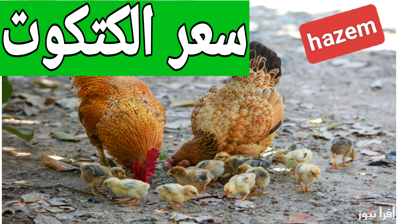 الكتكوت الأبيض.. اسعار الكتاكيت اليوم في مصر 2024 بجميع أنواعهم