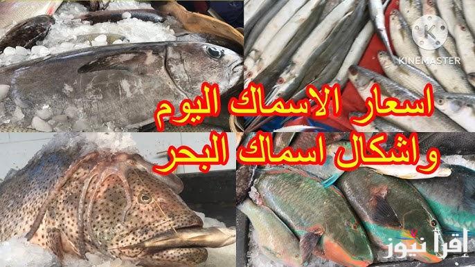 “الجمبرى وصل كام” اسعار السمك اليوم الأثنين 15 ديسمبر 2024 داخل أسواق المأكولات البحرية