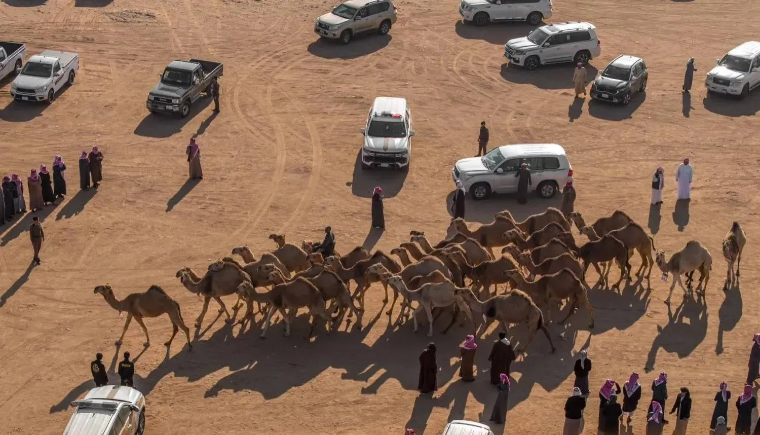 Now رابط شغــال دخول منصة راعي النظر 2025 raialnadhar.com التصويت لجائزة مسابقة منقية الجزيرة مهرجان الإبل