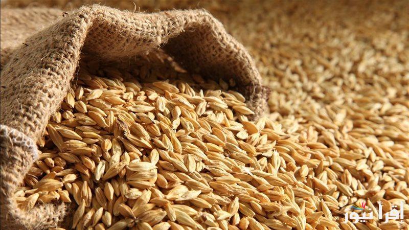 مفاجأة جديدة.. سعر طن الأرز الشعير اليوم الثلاثاء 31 ديسمبر 2024 داخل جميع الأسواق المصرية