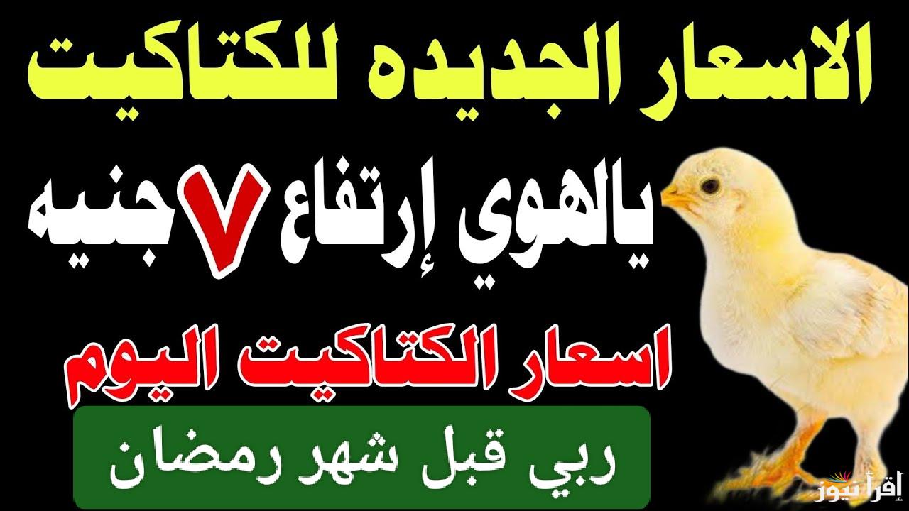 الكتكوت بقى أغلى من الدهب.. أسعار الكتاكيت اليوم في مصر 2025 شهر يناير في جميع الأسواق المحلية