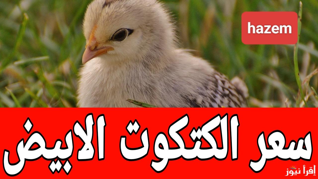 مفاجأة قبل رمضان.. سعر الكتكوت الابيض اليوم الثلاثاء 21 يناير 2025 في المزارع 
