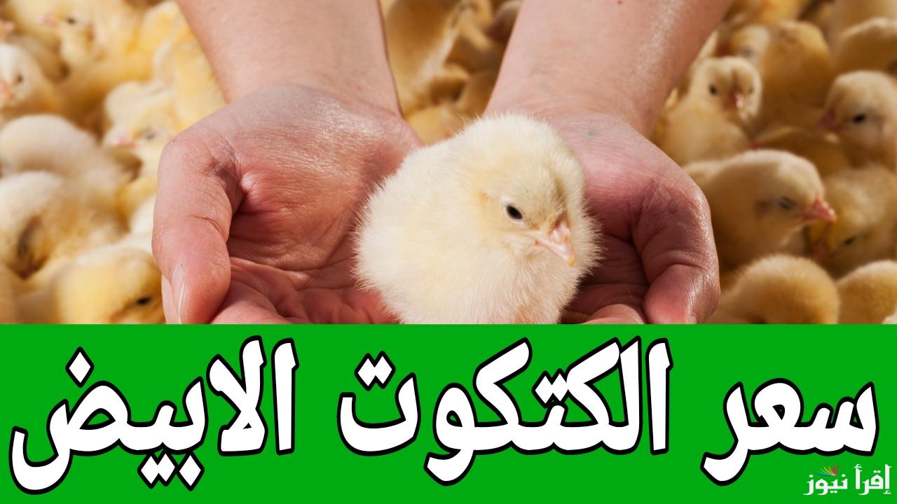 عمر يوم عامل قلق.. سعر الكتكوت الابيض اليوم الجمعة 24 يناير 2025 في مصر 