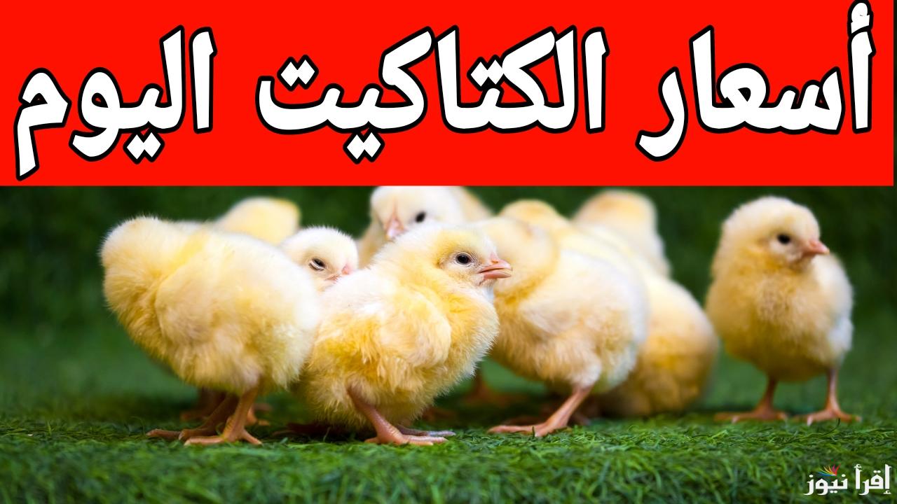 سعر الكتكوت ولع قبل رمضان.. أسعار الكتاكيت اليوم الخميس 16 يناير 2025 في المزارع والمعامل