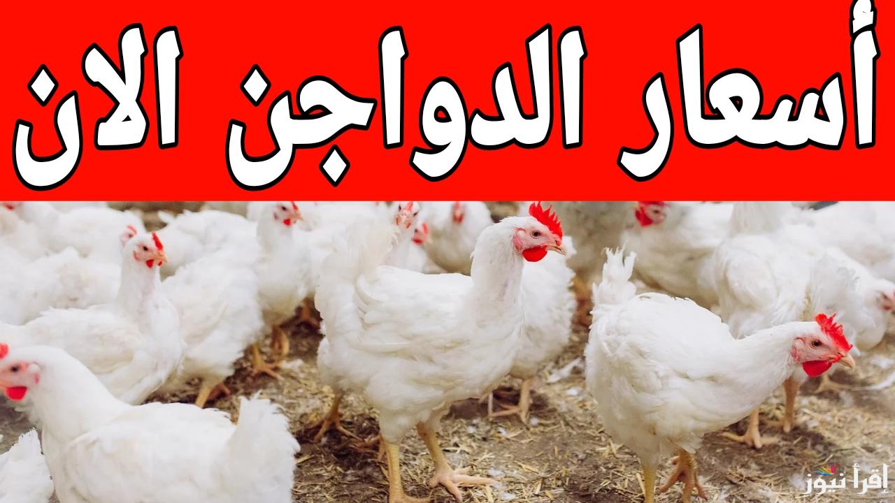 هبوط ولا صعود.. سعر الفراخ البيضاء الان الجمعة 17 يناير 2025 في مص قبل رمضان