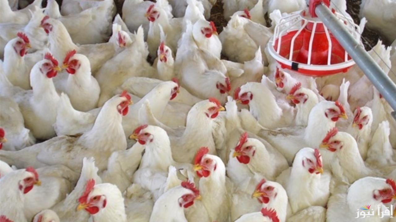 هتشتريها بكام؟ أسعار الدواجن والبيض اليوم الأحد 12 يناير 2025