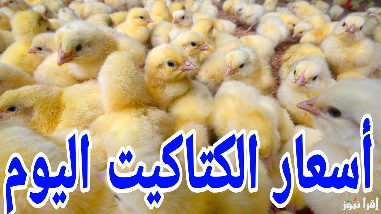 “الكتكوت وصل كام” أسعار الكتاكيت اليوم الأحد 19 يناير 2025 في بورصة الدواجن