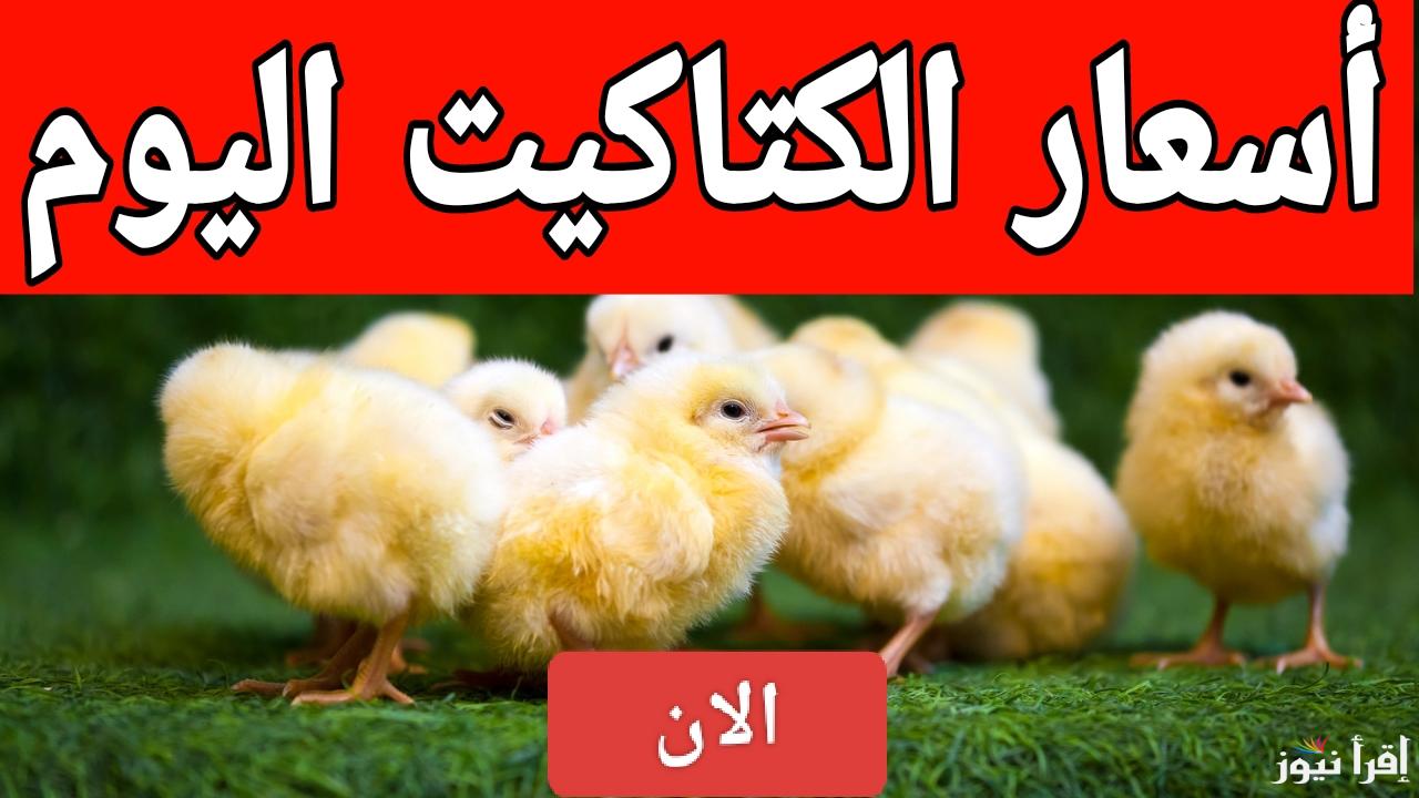 الأبيض والساسو بكام.. أسعار الكتاكيت اليوم في مصر 2025 في المزارع والمعامل