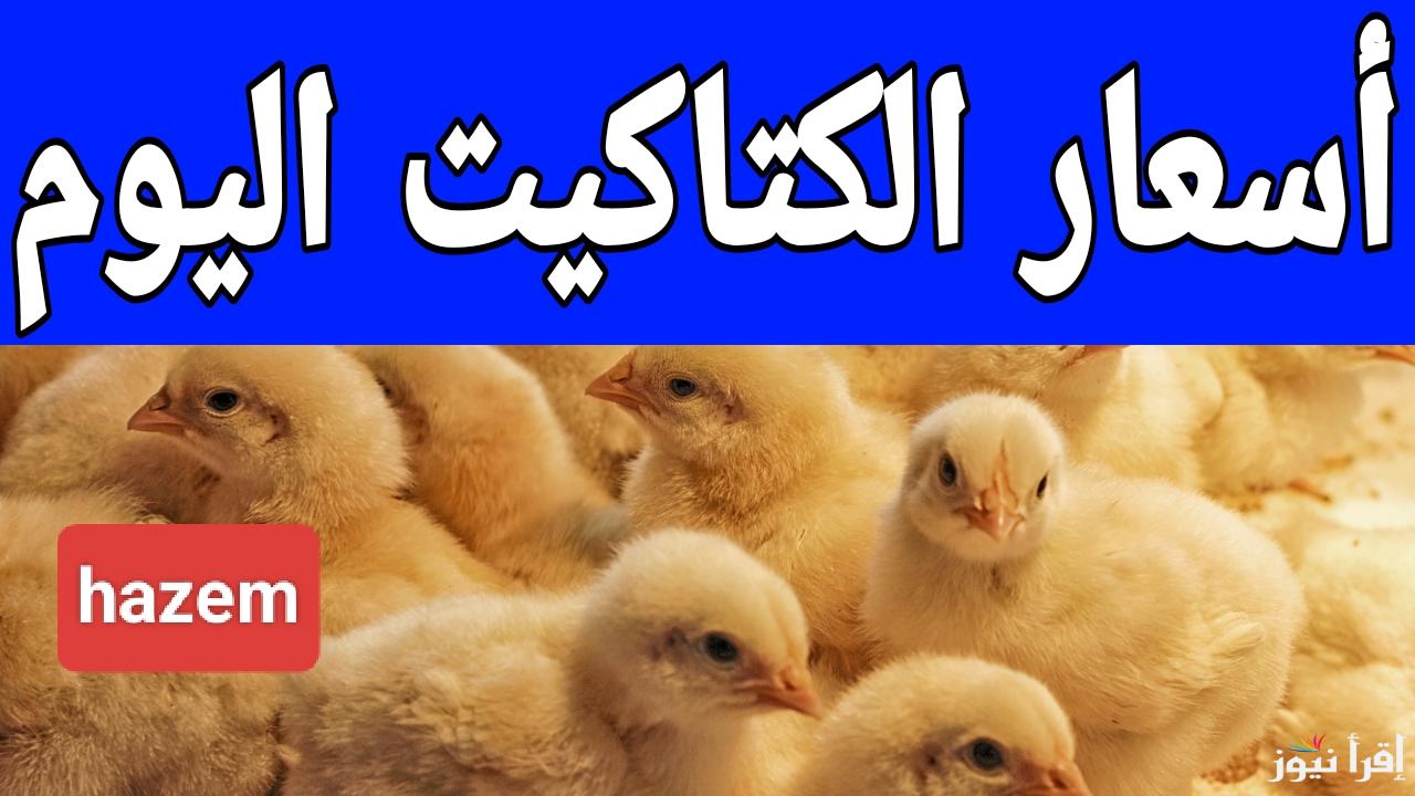 قبل ما تروح المزرعة.. أسعار الكتاكيت اليوم الثلاثاء 25 فبراير 2025 في مصر