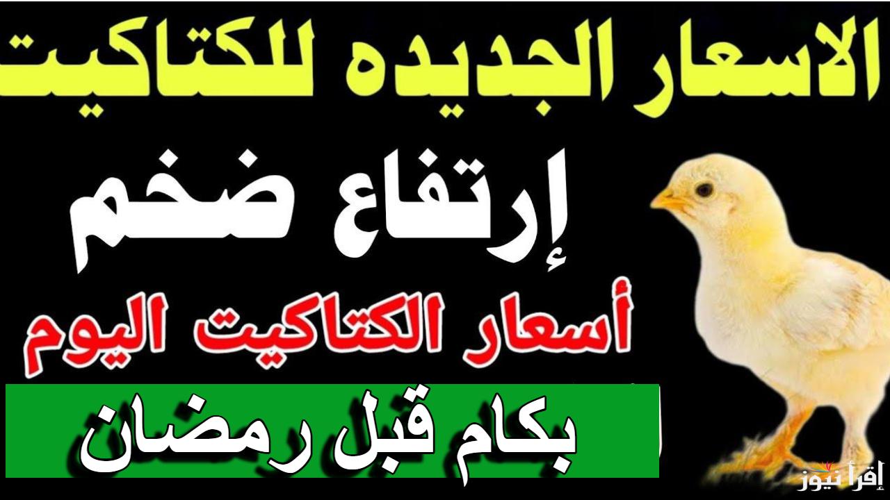 ست البيت مش عارفة تربي.. أسعار الكتاكيت اليوم في مصر 2025 بجميع المزارع والمعامل بعد الارتفاع الاخير قبل رمضان