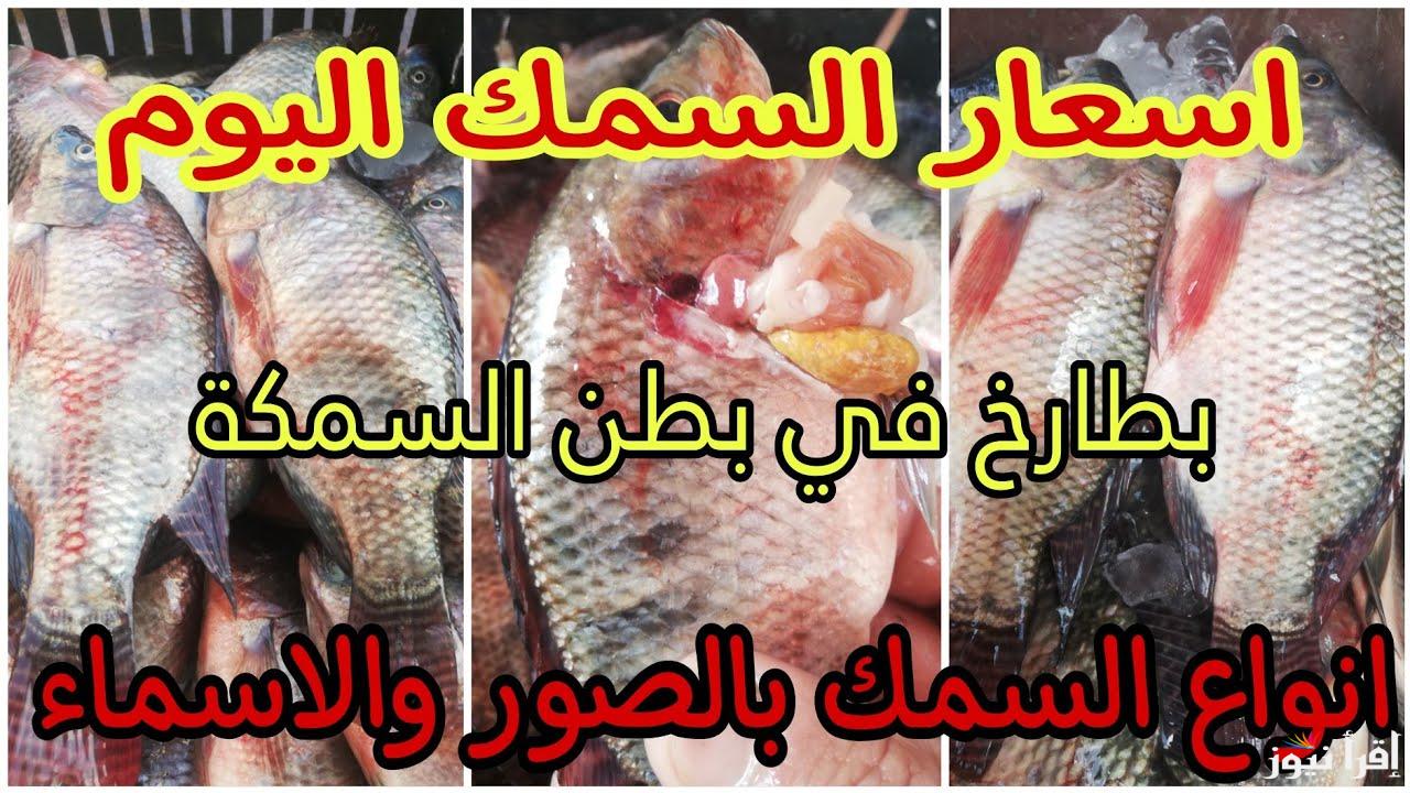 يا حلاوتك يا بوري.. اسعار السمك اليوم الخميس 13 فبراير 2025 في مصر