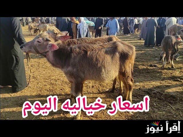 كم تبلغ .. أسعار الأضاحي في الكويت 2025 وما هي افضل اماكن للشراء