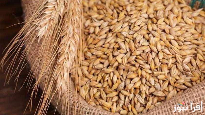 “الطن وصل كام” اسعار الأرز الشعير اليوم الثلاثاء 4 فبراير 2025 داخل الأسواق الاستهلاكية