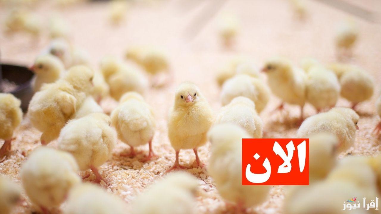 أسعار الكتكوت الأبيض اليوم في جميع الشركات الاربعاء 19 فبراير 2025