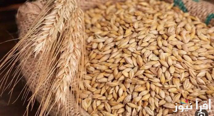 “الكيلو بكام النهاردة” سعر طن الأرز الشعير اليوم السبت 8 فبراير 2025 داخل جميع منافذ البيع للمستهلك