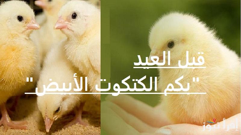 قبل العيد “بكم الكتكوت الأبيض” أسعار الكتاكيت اليوم الاثنين 24 مارس 2025 في بورصة الدواجن والشركات