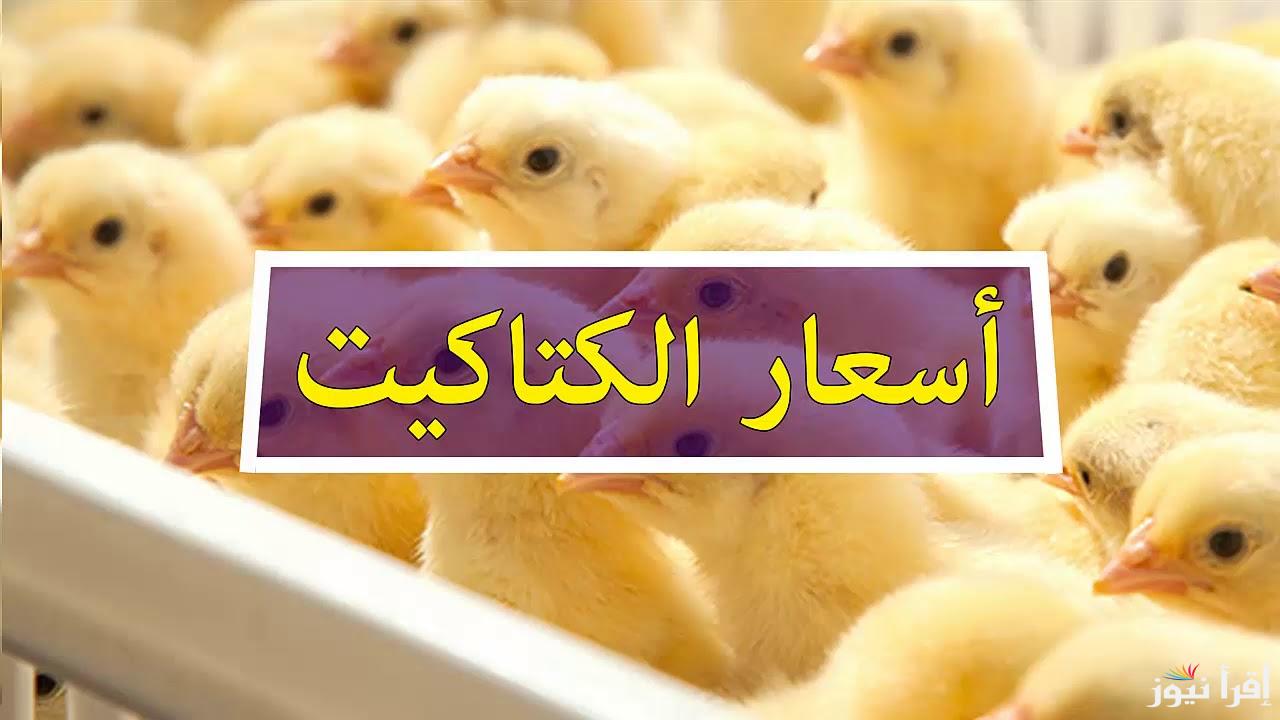 الكوكو بكام؟؟.. أسعار الكتاكيت اليوم الثلاثاء 18 مارس 2025 في بورصة الدواجن والشركات في مصر