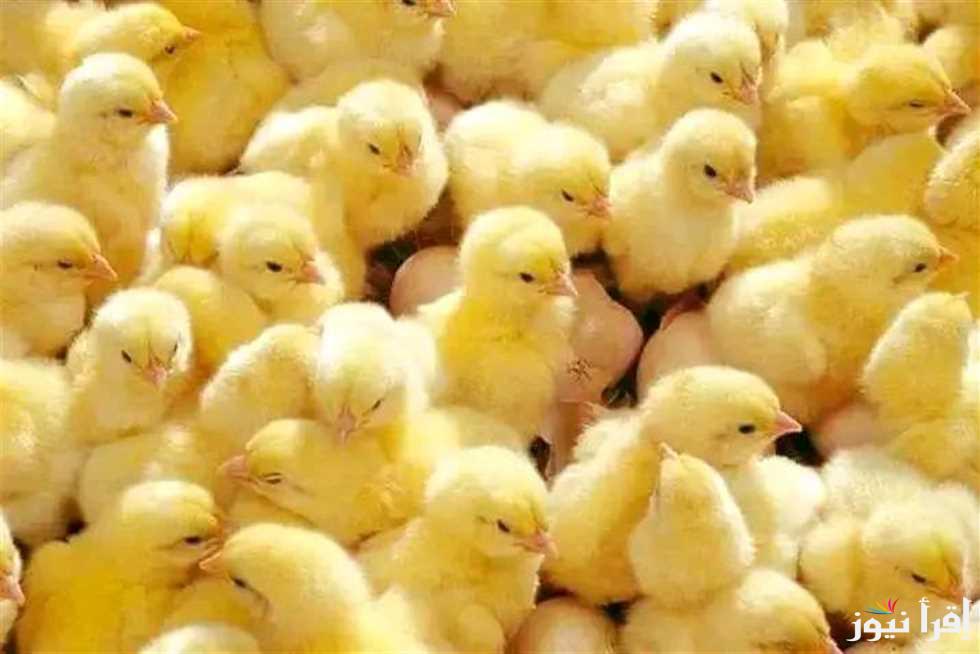 الساسو بكام النهاردة؟.. أسعار الكتاكيت اليوم الثلاثاء 11 مارس 2025 وسعر كرتونة البيض داخل بورصة الدواجن