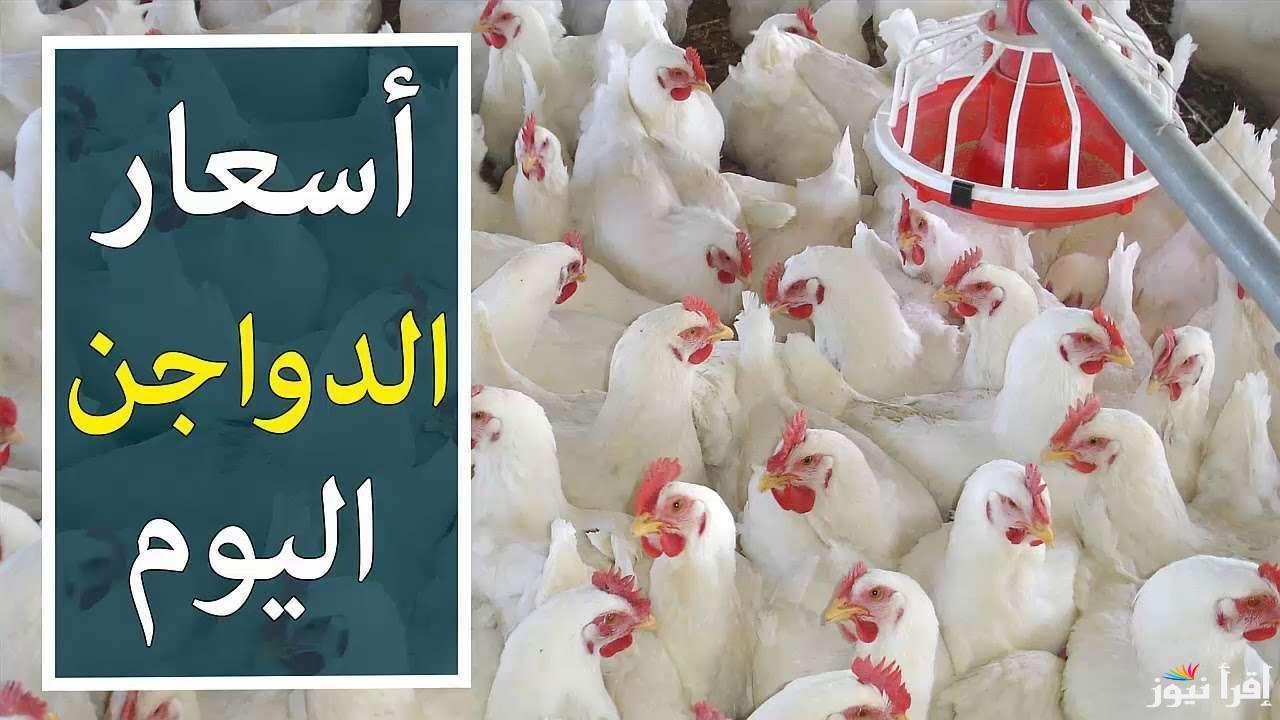 بعد انخفاض الكيلو // بورصة الدواجن اليوم أسعار الفراخ البيضاء الاربعاء 19-3-2025 وفقاً لأخر تعاملات