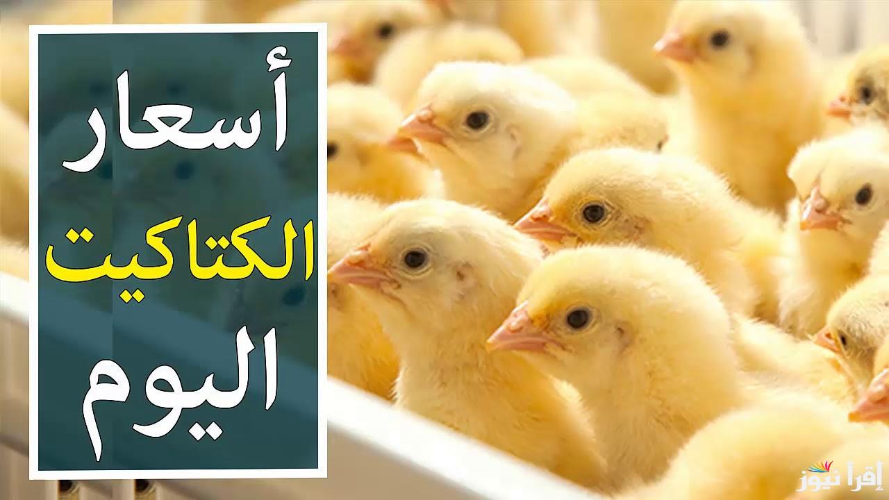 “عُمر يوم” سعر الكتكوت الابيض اليوم الخميس 13 مارس 2025 واسعار الدواجن في البورصة