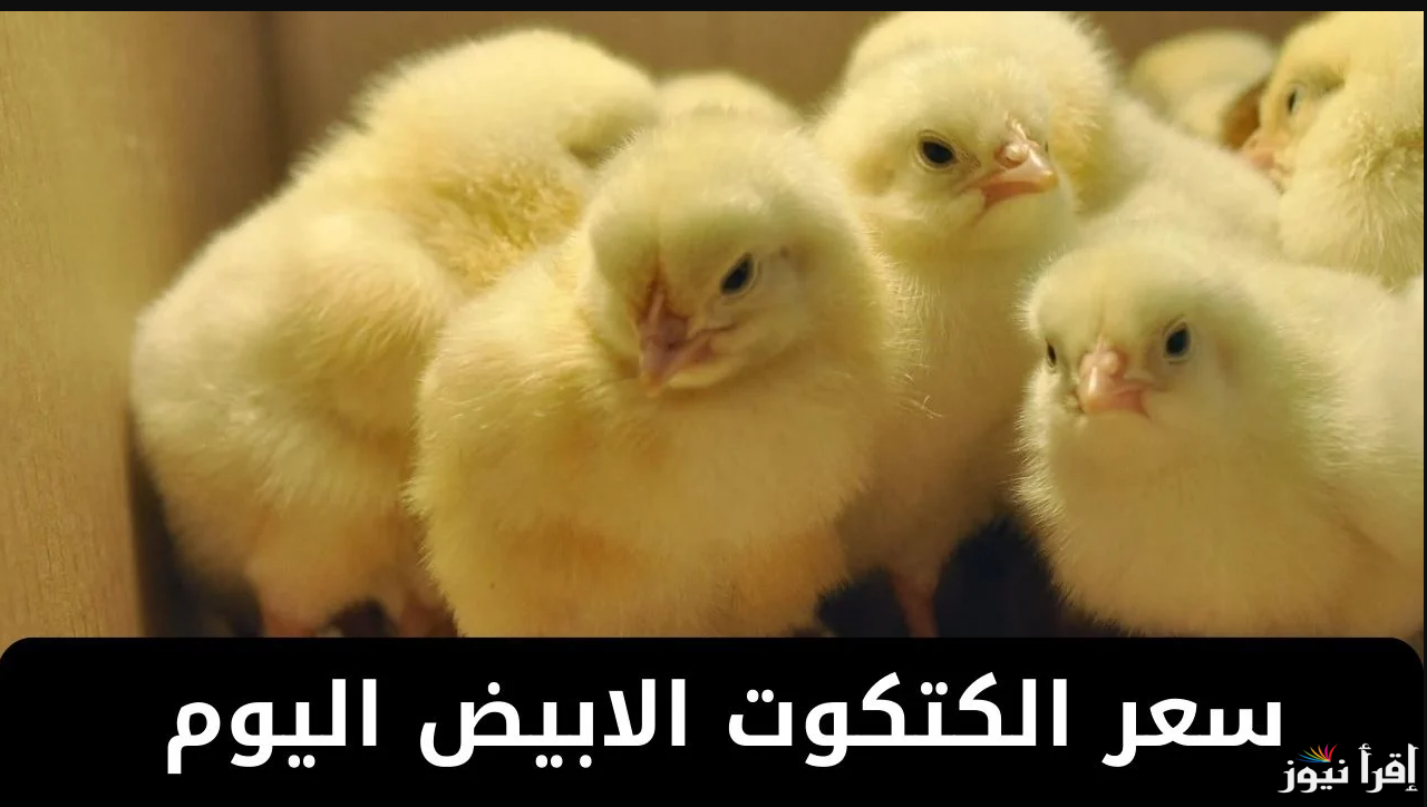 الحقي اشتري يا ست الكل … سعر الكتكوت الأبيض اليوم الثلاثاء 11 مارس 2025 وأسعار الفراخ