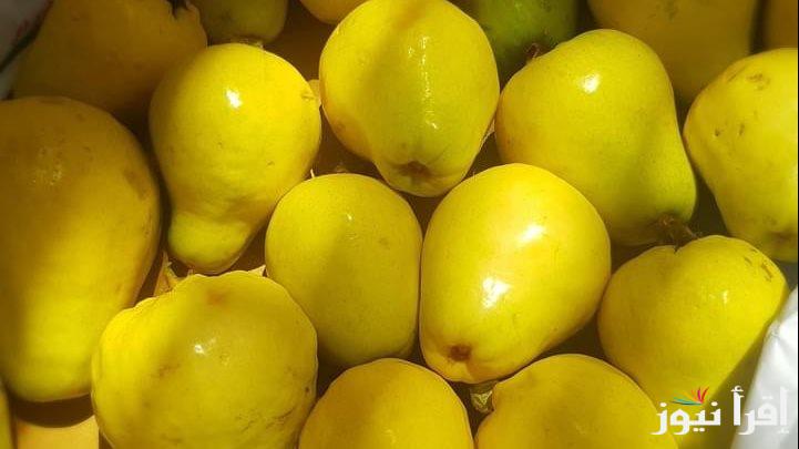 6 نصائح مهمة لمزارعي الجوافة  
تعرف عليها