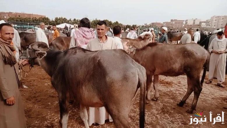 قبل العيـــد .. اسعار الاضاحي 2025 وأفضل الأماكن لشراء العجول والابقار في مصر