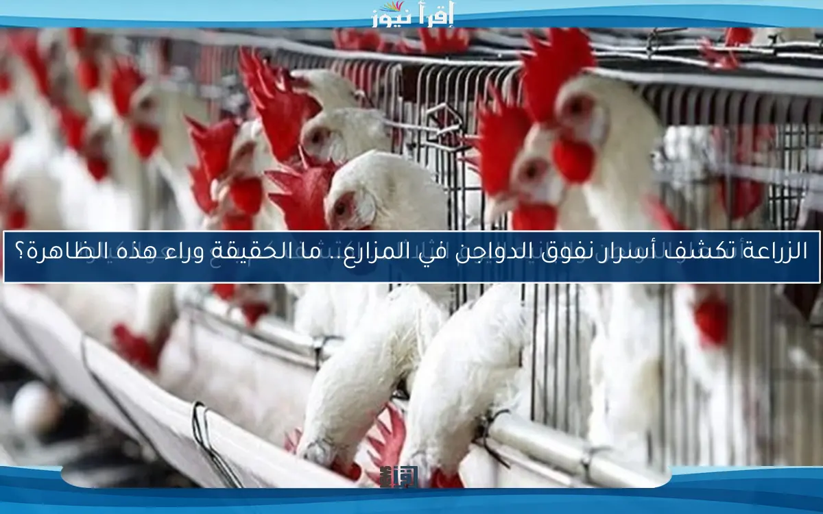الزراعة تكشف أسرار نفوق الدواجن في المزارع.. ما الحقيقة وراء هذه الظاهرة؟