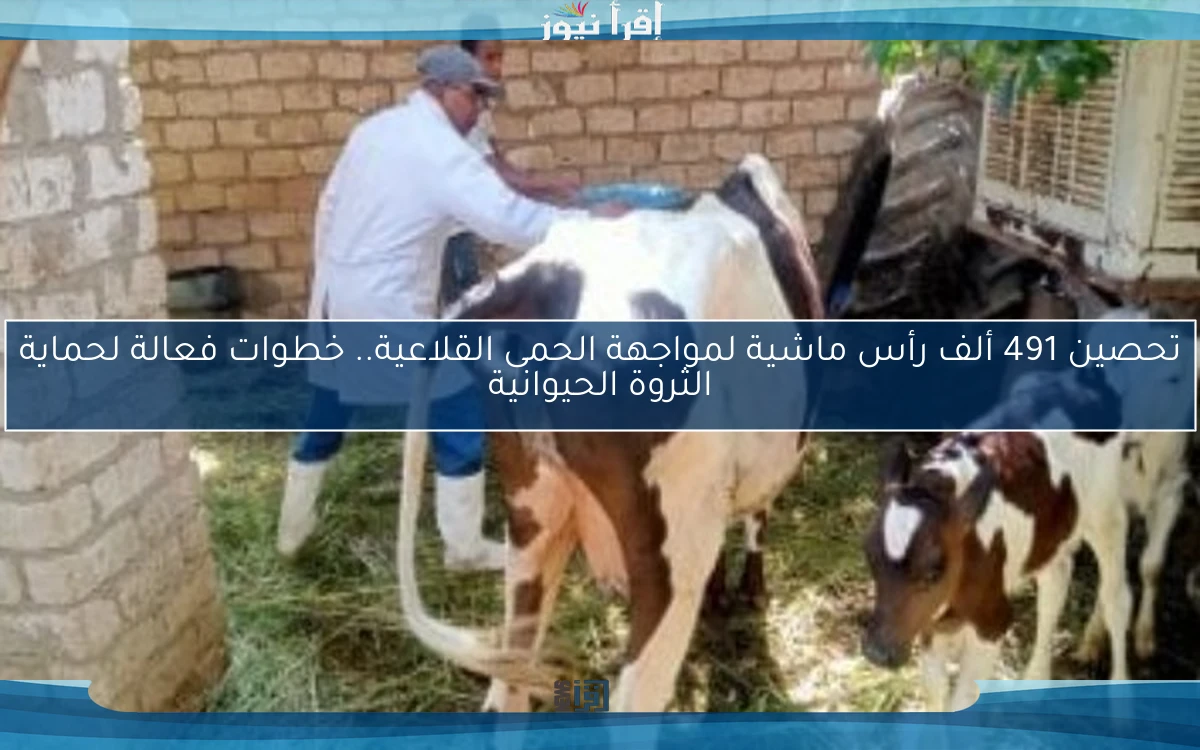 تحصين 491 ألف رأس ماشية لمواجهة الحمى القلاعية.. خطوات فعالة لحماية الثروة الحيوانية