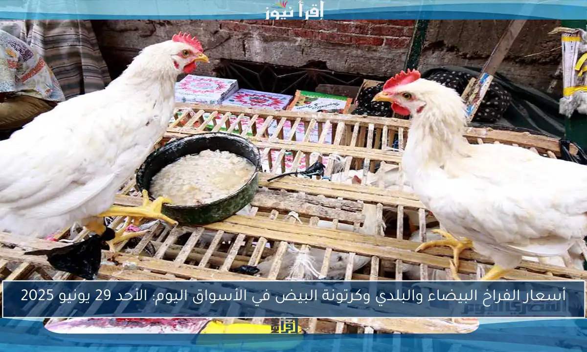 أسعار الفراخ البيضاء والبلدي وكرتونة البيض في الأسواق اليوم: الأحد 29 يونيو 2025