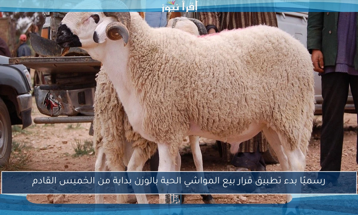 رسميًا بدء تطبيق قرار بيع المواشي الحية بالوزن بداية من الخميس القادم