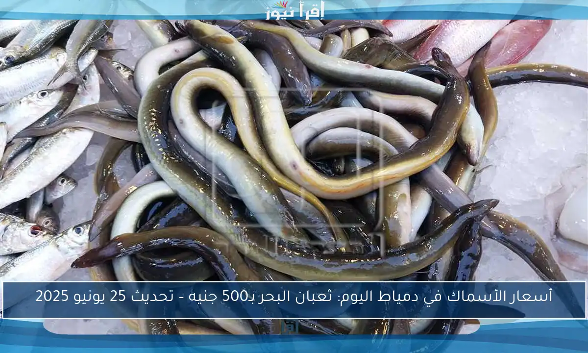 أسعار الأسماك في دمياط اليوم: ثعبان البحر بـ500 جنيه – تحديث 25 يونيو 2025
