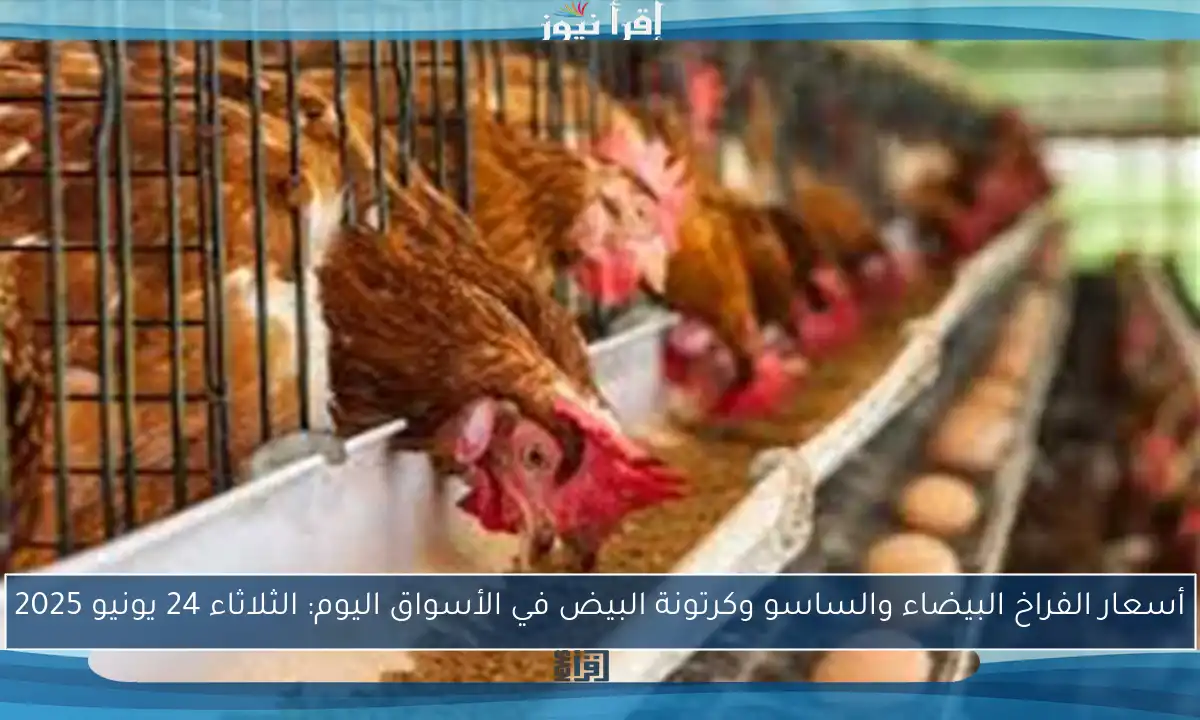 أسعار الفراخ البيضاء والساسو وكرتونة البيض في الأسواق اليوم: الثلاثاء 24 يونيو 2025