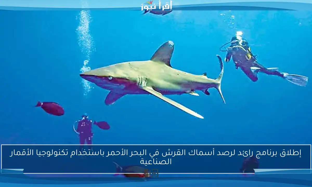 إطلاق برنامج رائد لرصد أسماك القرش في البحر الأحمر باستخدام تكنولوجيا الأقمار الصناعية