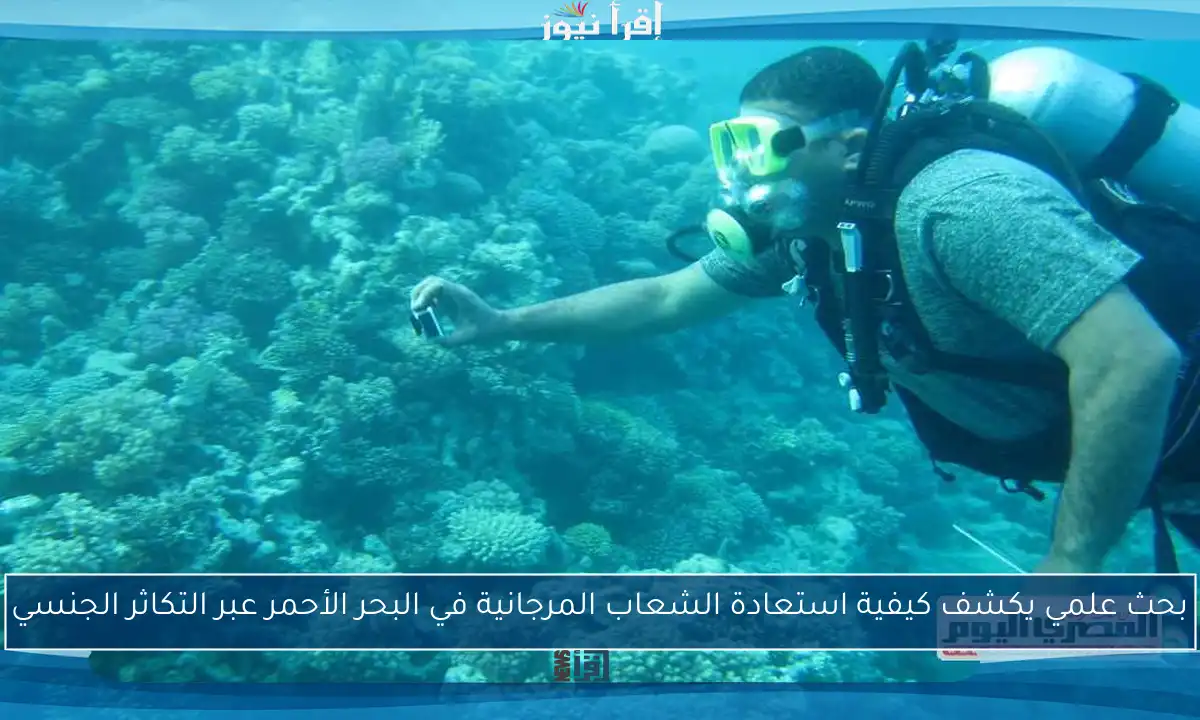 بحث علمي يكشف كيفية استعادة الشعاب المرجانية في البحر الأحمر عبر التكاثر الجنسي