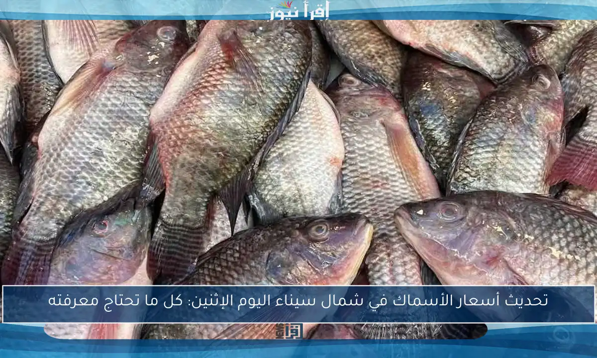 تحديث أسعار الأسماك في شمال سيناء اليوم الإثنين: كل ما تحتاج معرفته