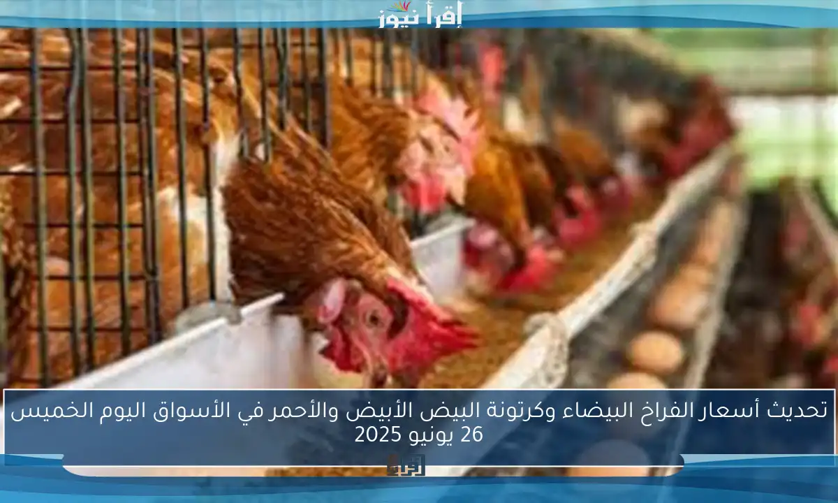 تحديث أسعار الفراخ البيضاء وكرتونة البيض الأبيض والأحمر في الأسواق اليوم الخميس 26 يونيو 2025