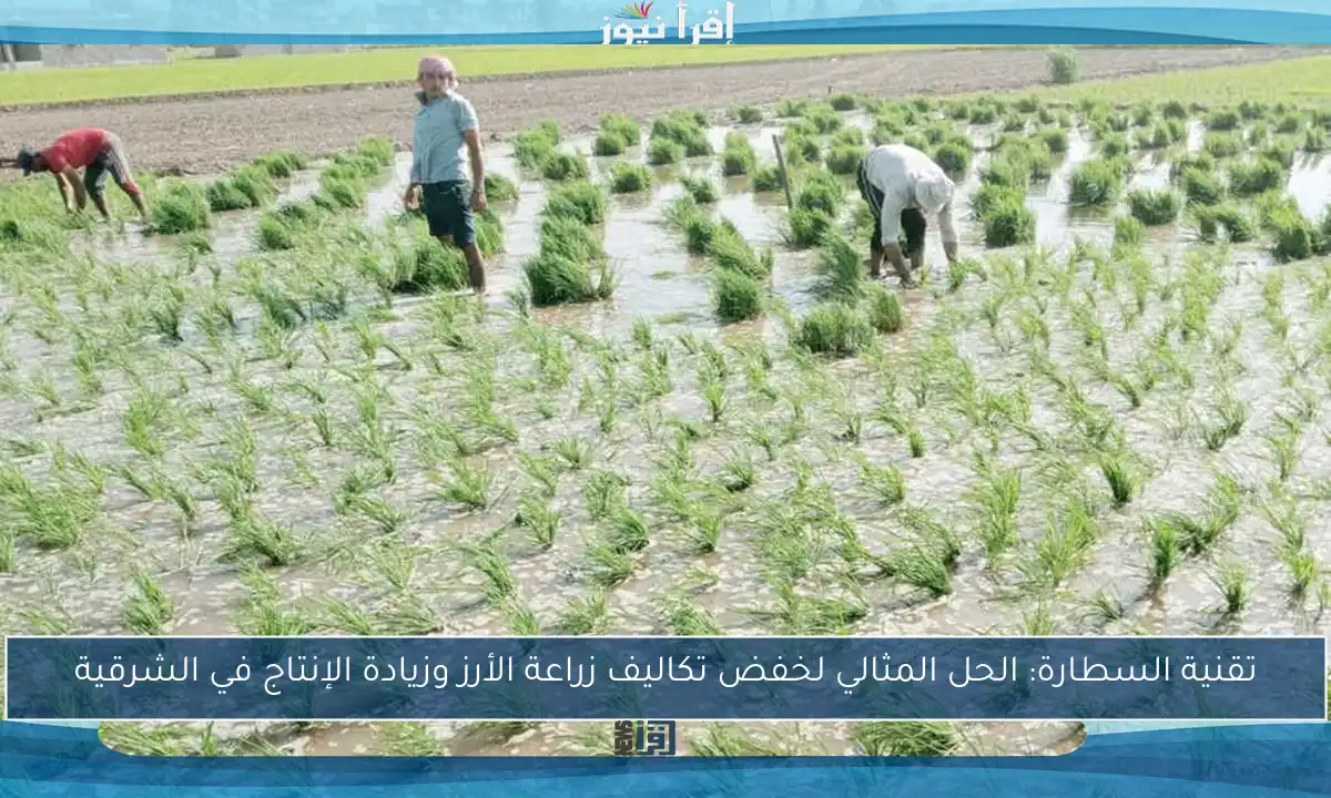 تقنية السطارة: الحل المثالي لخفض تكاليف زراعة الأرز وزيادة الإنتاج في الشرقية