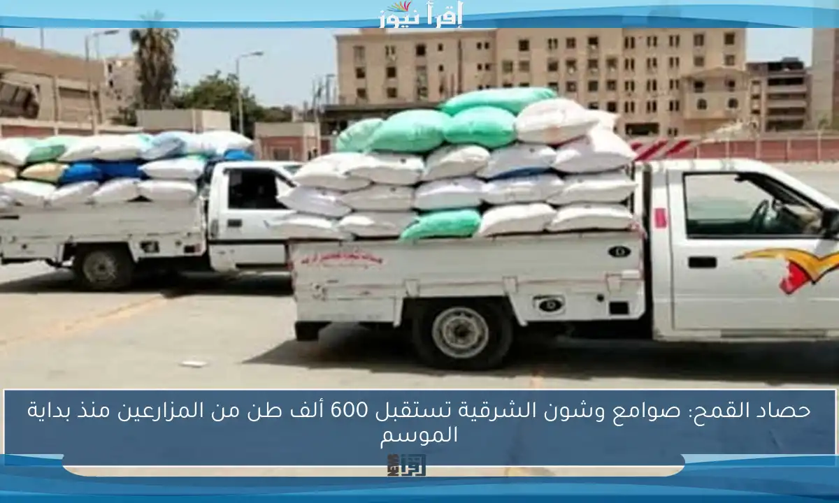 حصاد القمح: صوامع وشون الشرقية تستقبل 600 ألف طن من المزارعين منذ بداية الموسم