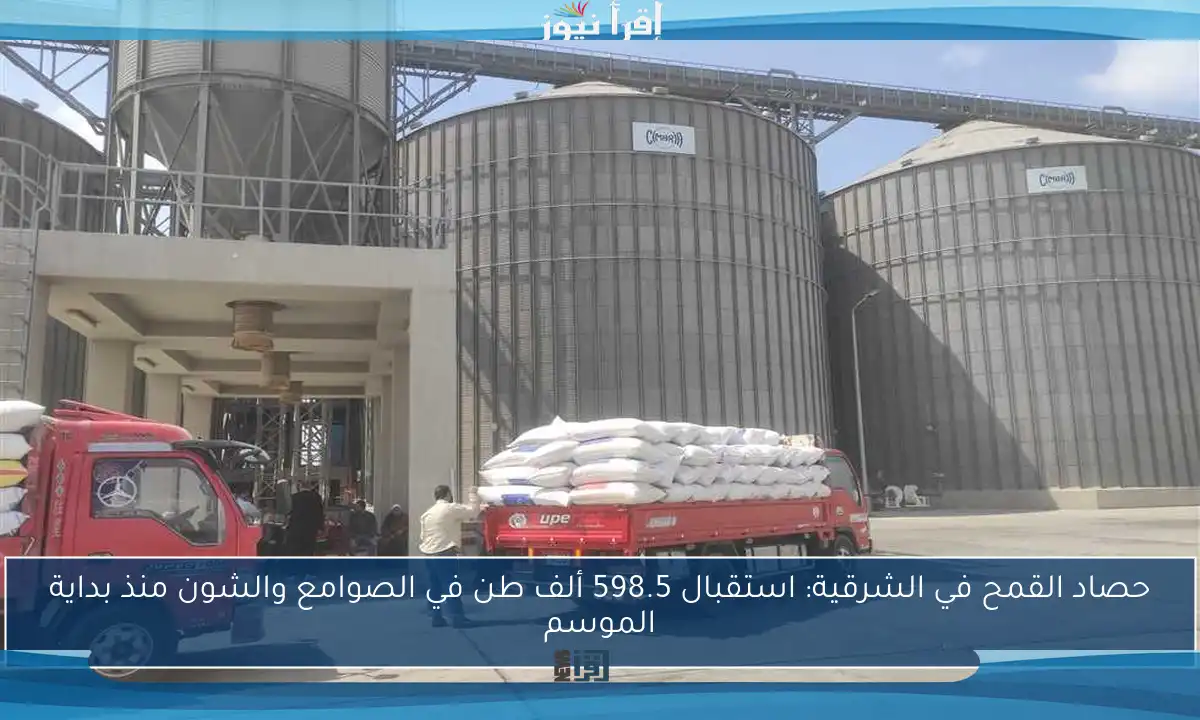 حصاد القمح في الشرقية: استقبال 598.5 ألف طن في الصوامع والشون منذ بداية الموسم