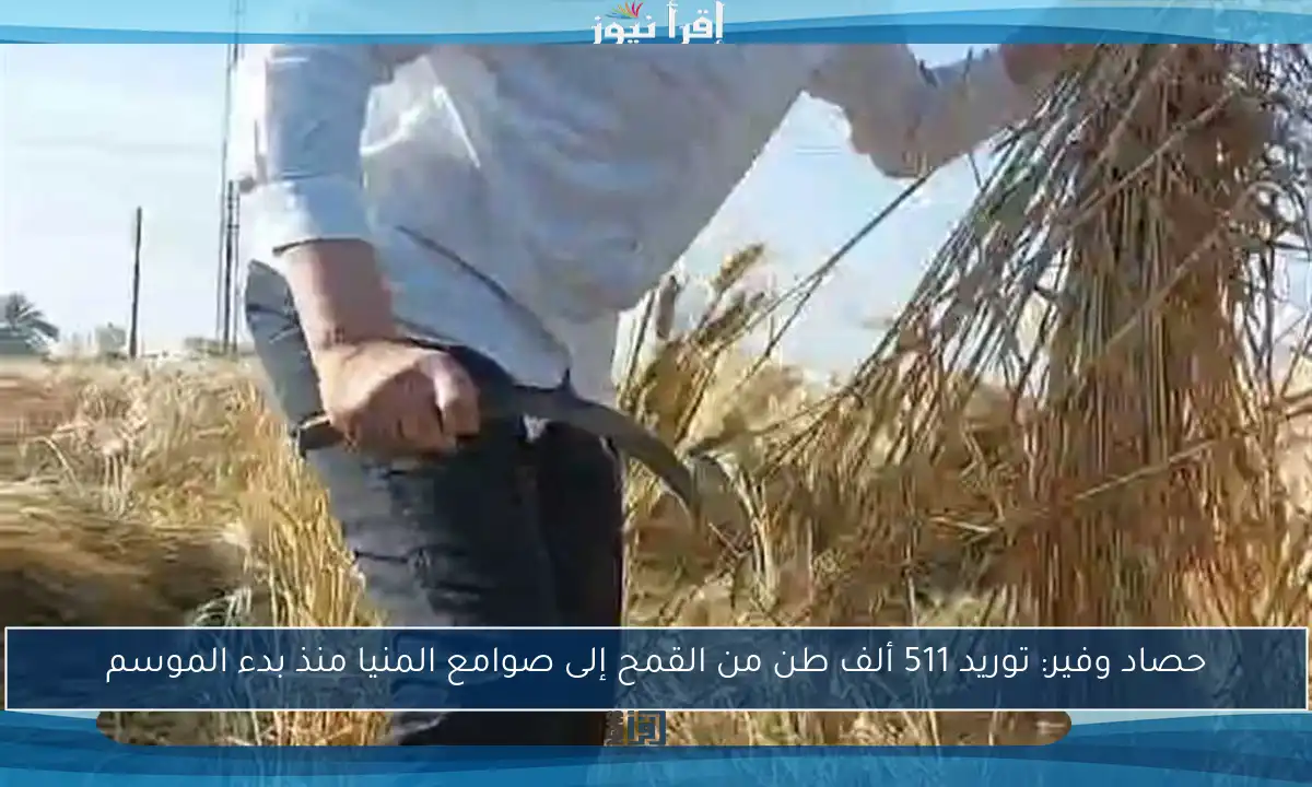 حصاد وفير: توريد 511 ألف طن من القمح إلى صوامع المنيا منذ بدء الموسم